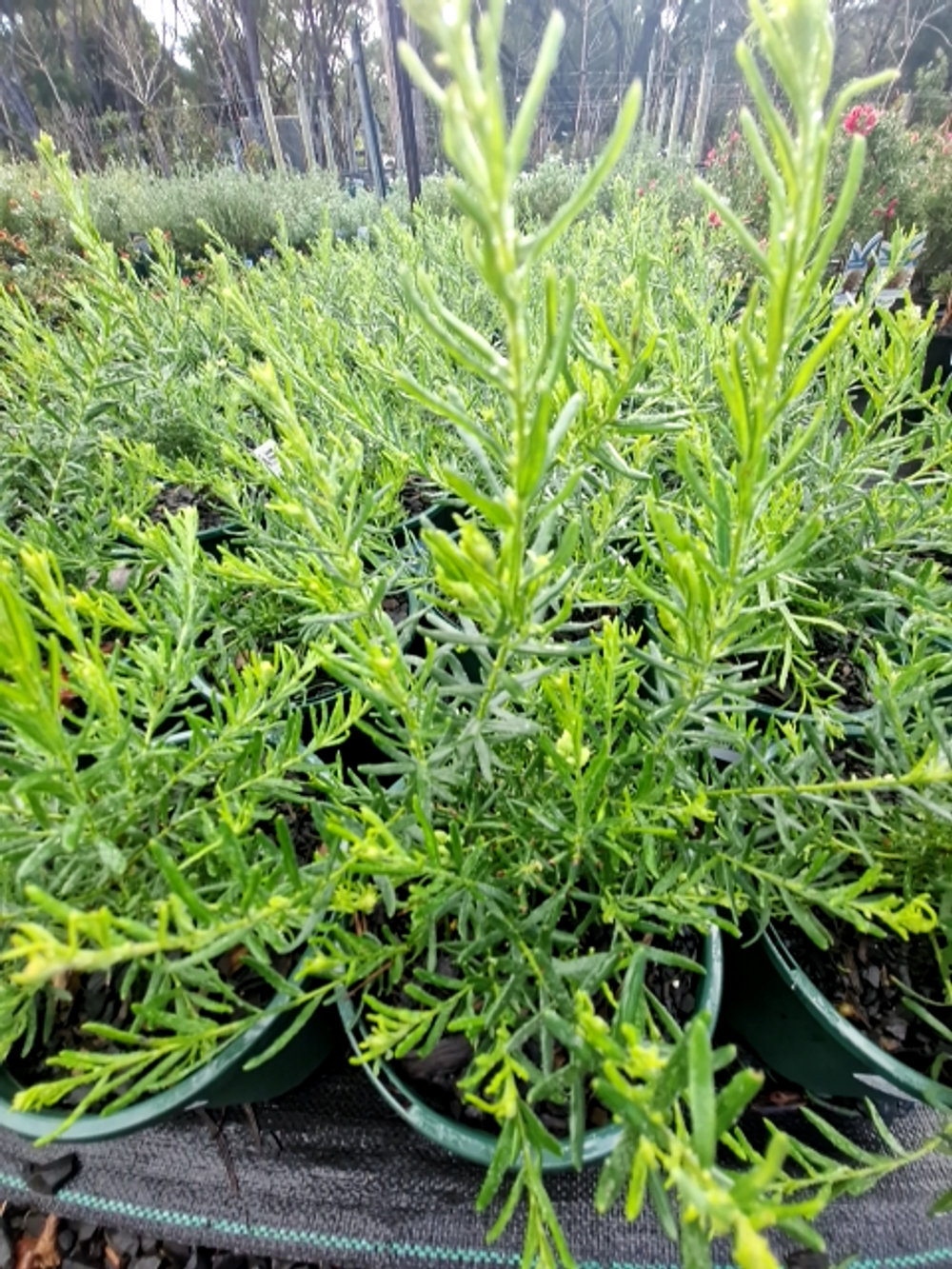GREVILLEA LANIGERA LUTEA (14CM)