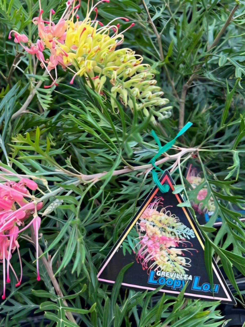 Grevillea Loopy Lou (20cm)