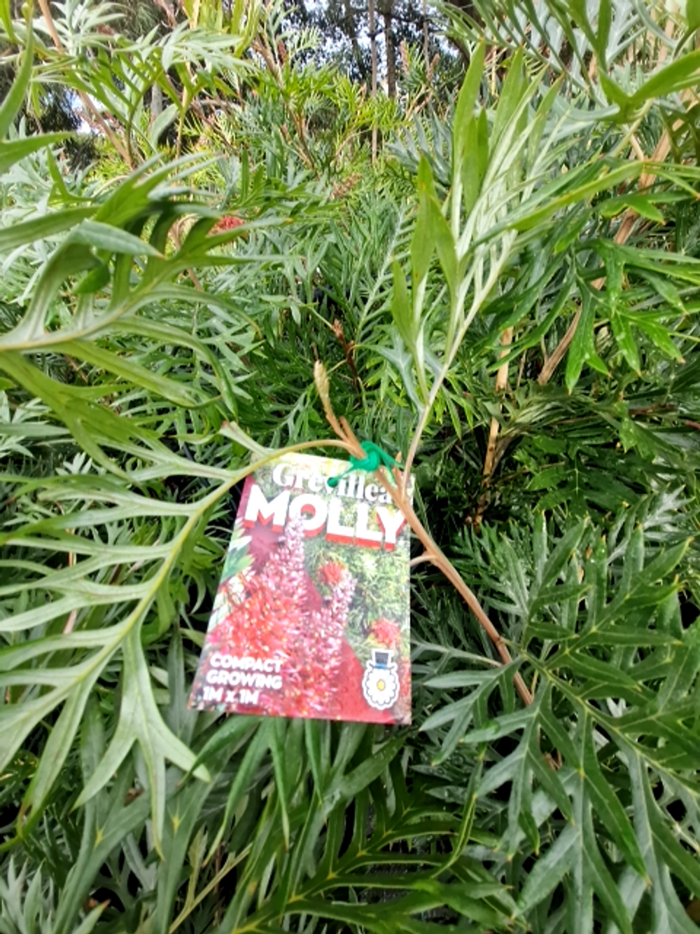GREVILLEA MOLLY (20CM)