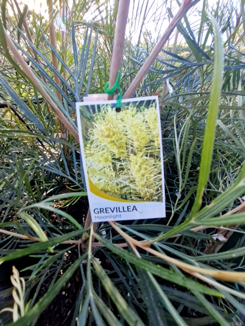 GREVILLEA MOONLIGHT (20CM)
