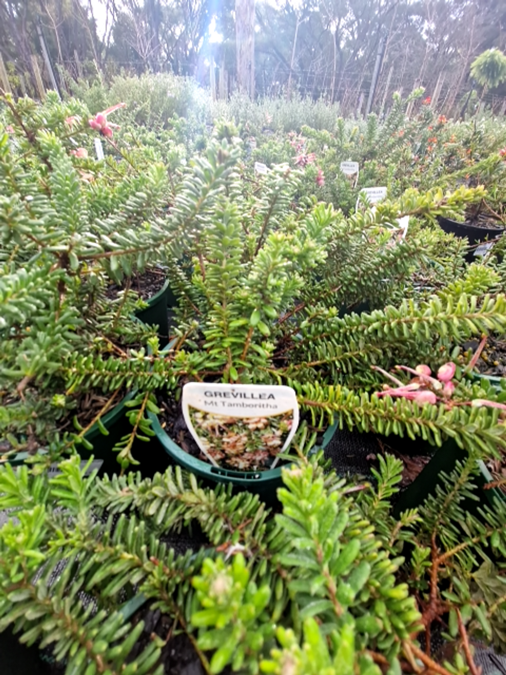 GREVILLEA MT TAMBORITHA (14CM)
