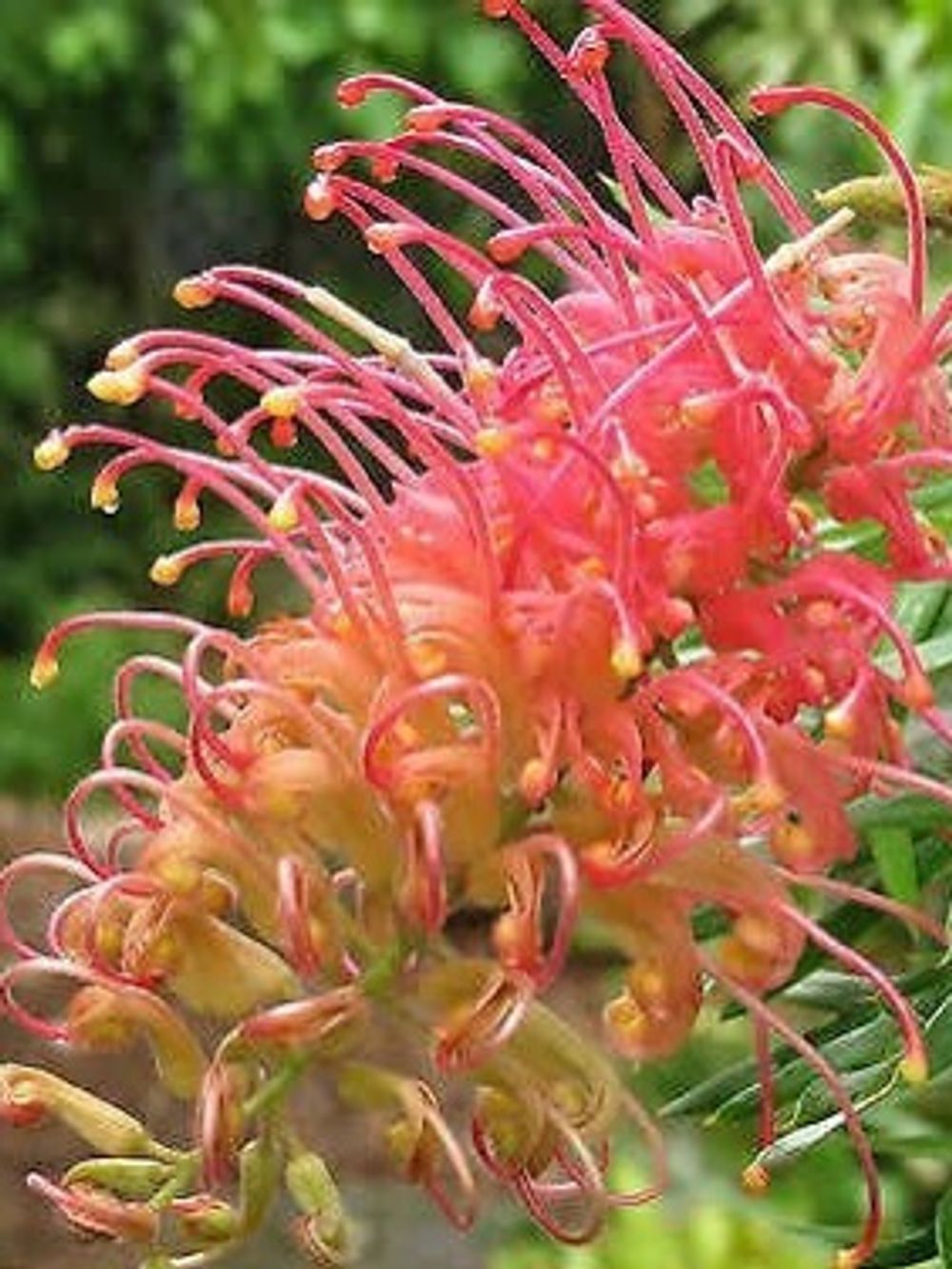 Grevillea Ned Kelly (20cm)
