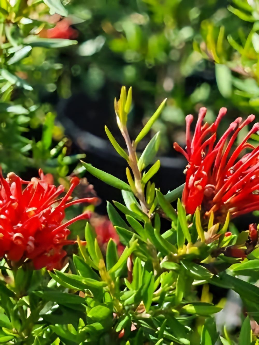 GREVILLEA NEW BLOOD (14CM)