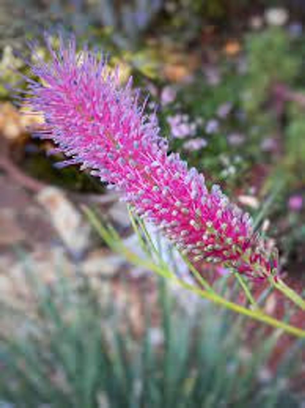 Grevillea Panrock Princess (20cm)