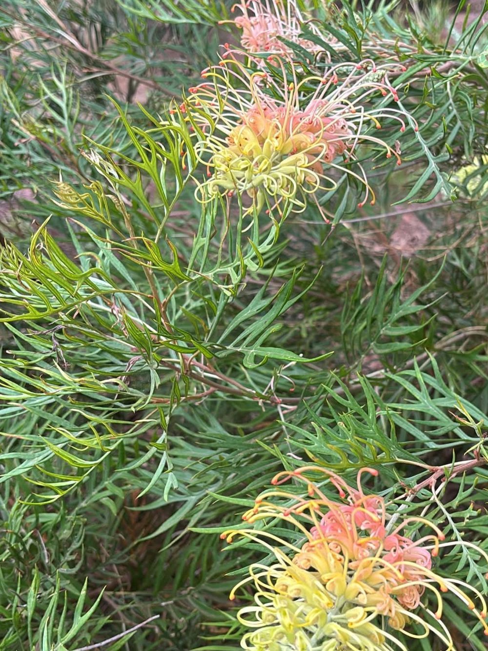 Grevillea Peaches and Cream (20cm)