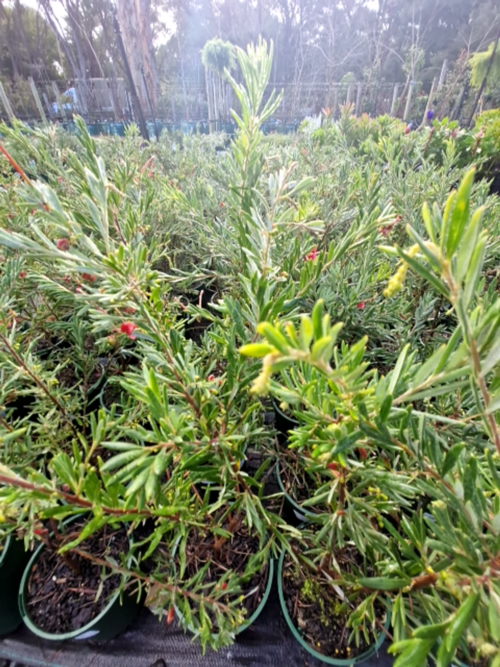GREVILLEA PINK NECTAR (14CM)
