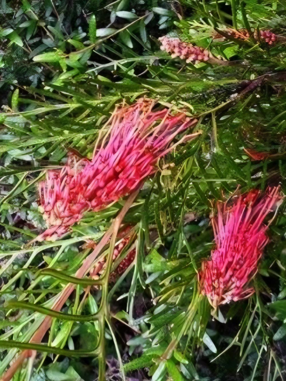 Grevillea Red Hooks (20cm)