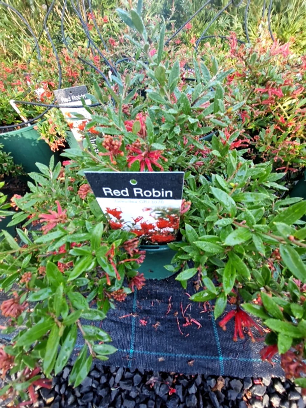 GREVILLEA RED ROBIN (20CM)