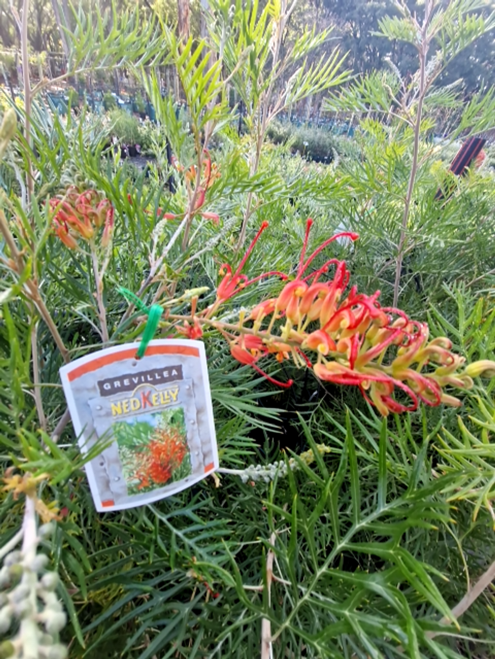 GREVILLEA ROBYN GORDON (20CM)