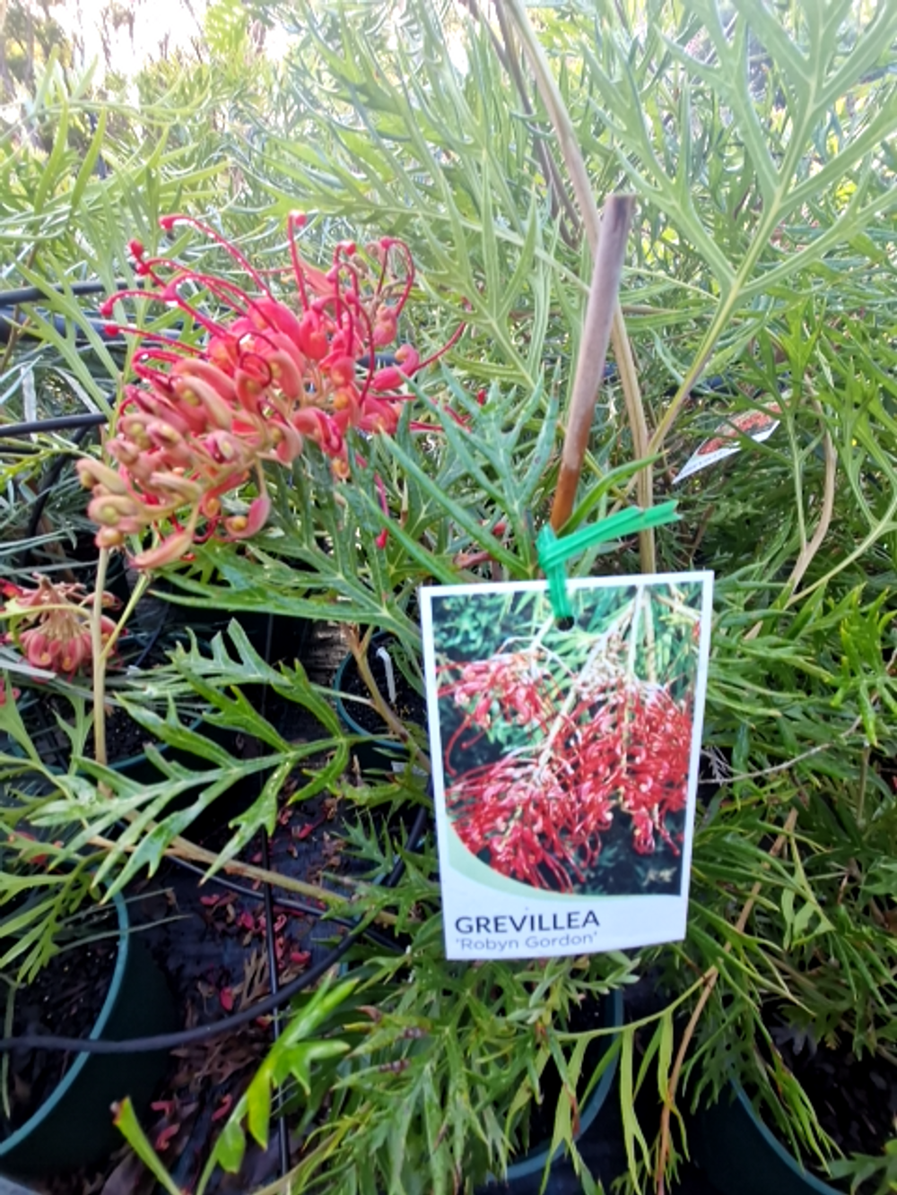 GREVILLEA ROBYN GORDON (20CM)