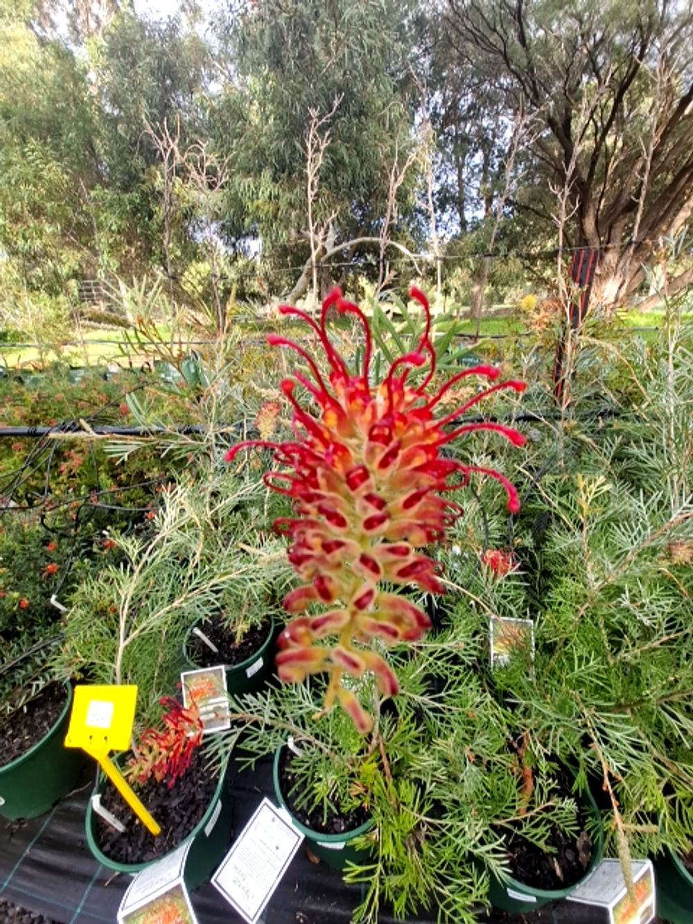 GREVILLEA RSL SPIRIT OF ANZAC (20CM)
