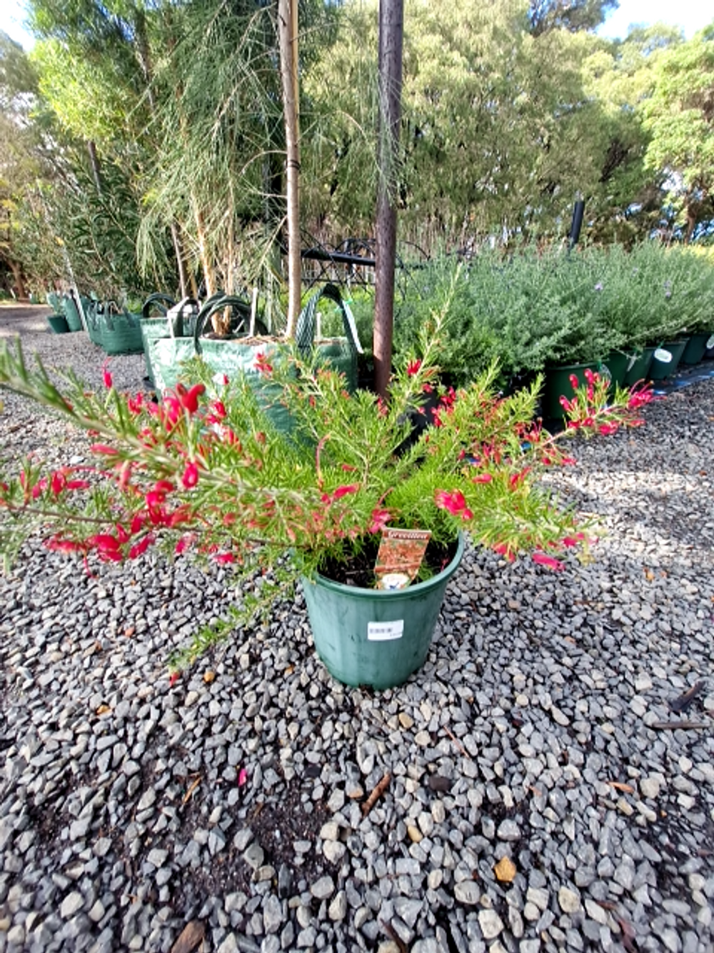 GREVILLEA SCARLET SPRITE (20CM)