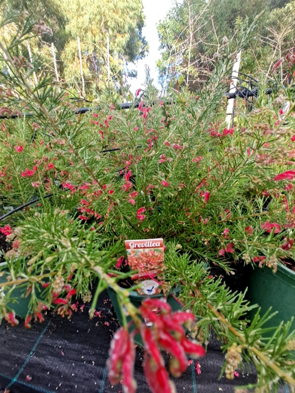 GREVILLEA SCARLET SPRITE (20CM)