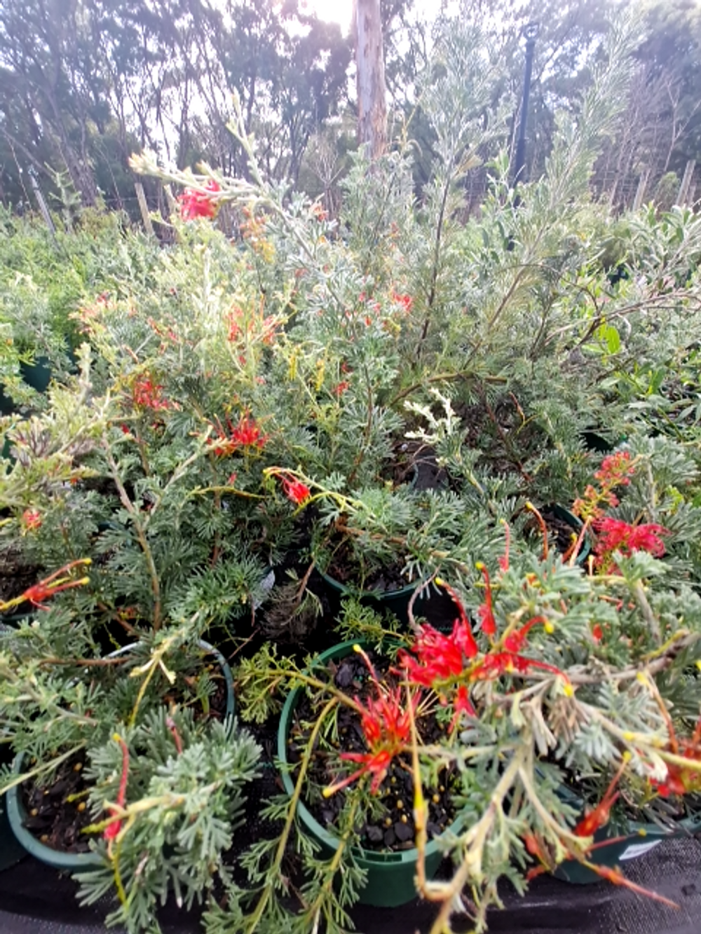 GREVILLEA SEASPRAY (14CM)