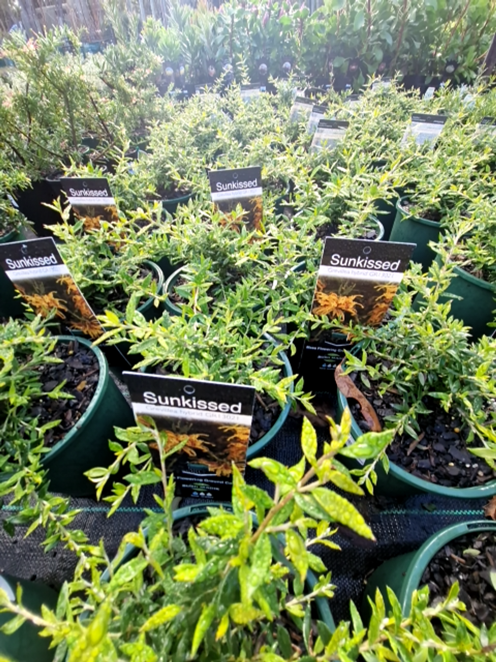 GREVILLEA SUNKISSED (14CM)