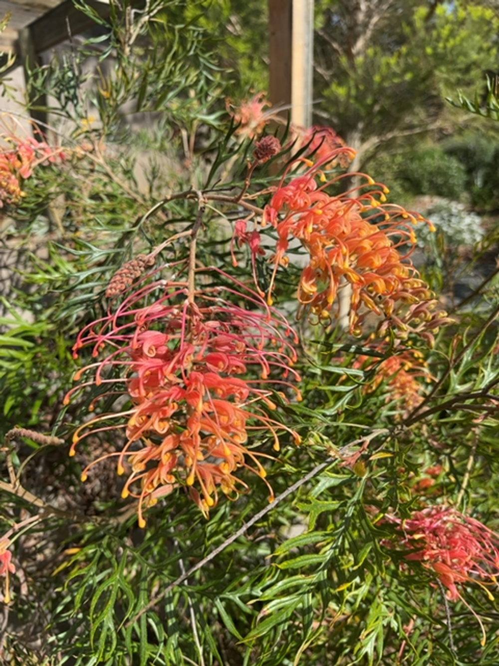 Grevillea Superb (14cm)