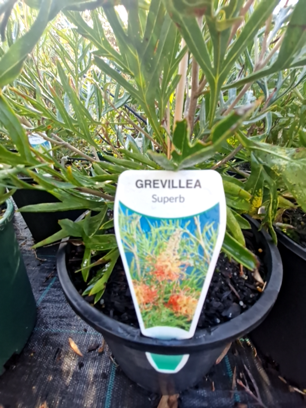 GREVILLEA SUPERB (20CM)