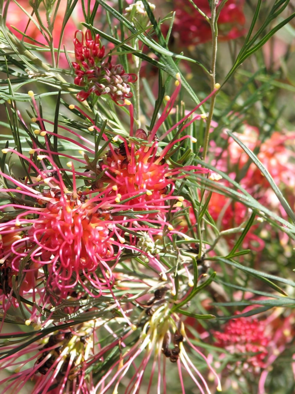 Grevillea Winpara Gem (20cm)