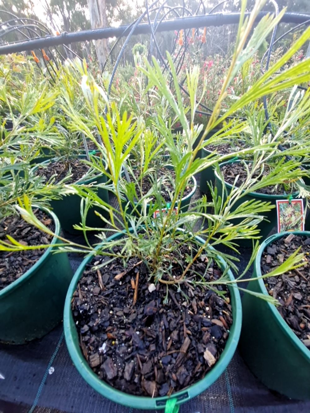 GREVILLEA WINPARA GOLD (20CM)