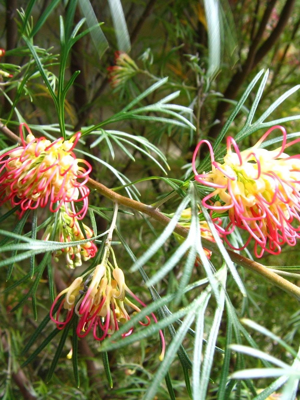 GREVILLEA WINPARA GOLD (20CM)
