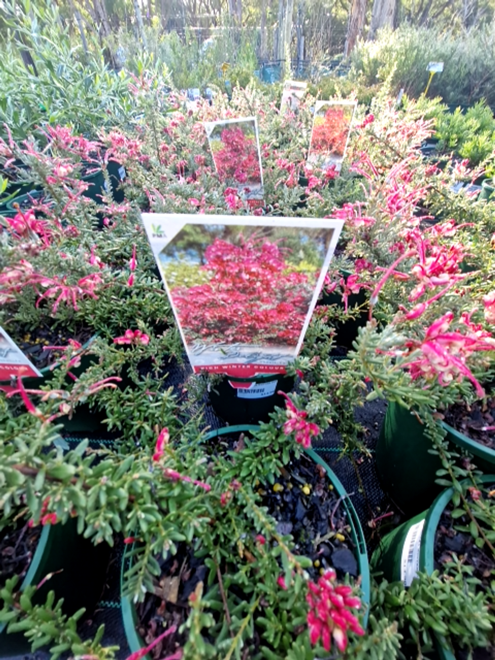 GREVILLEA WINTER DELIGHT (14CM)