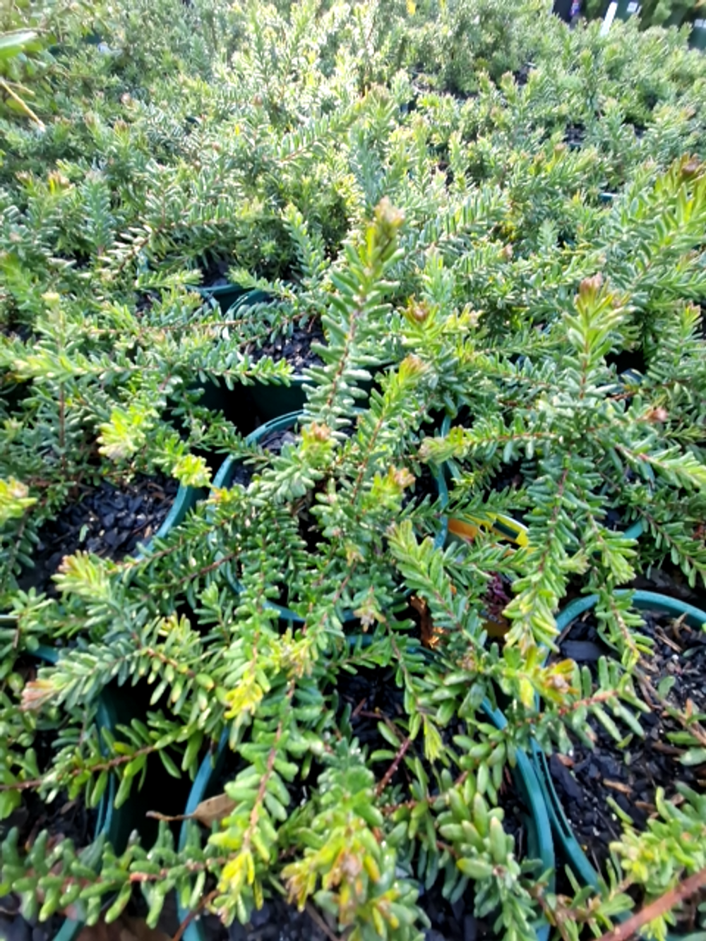 GREVILLEA WOOLLY BEAR HERO (14CM)