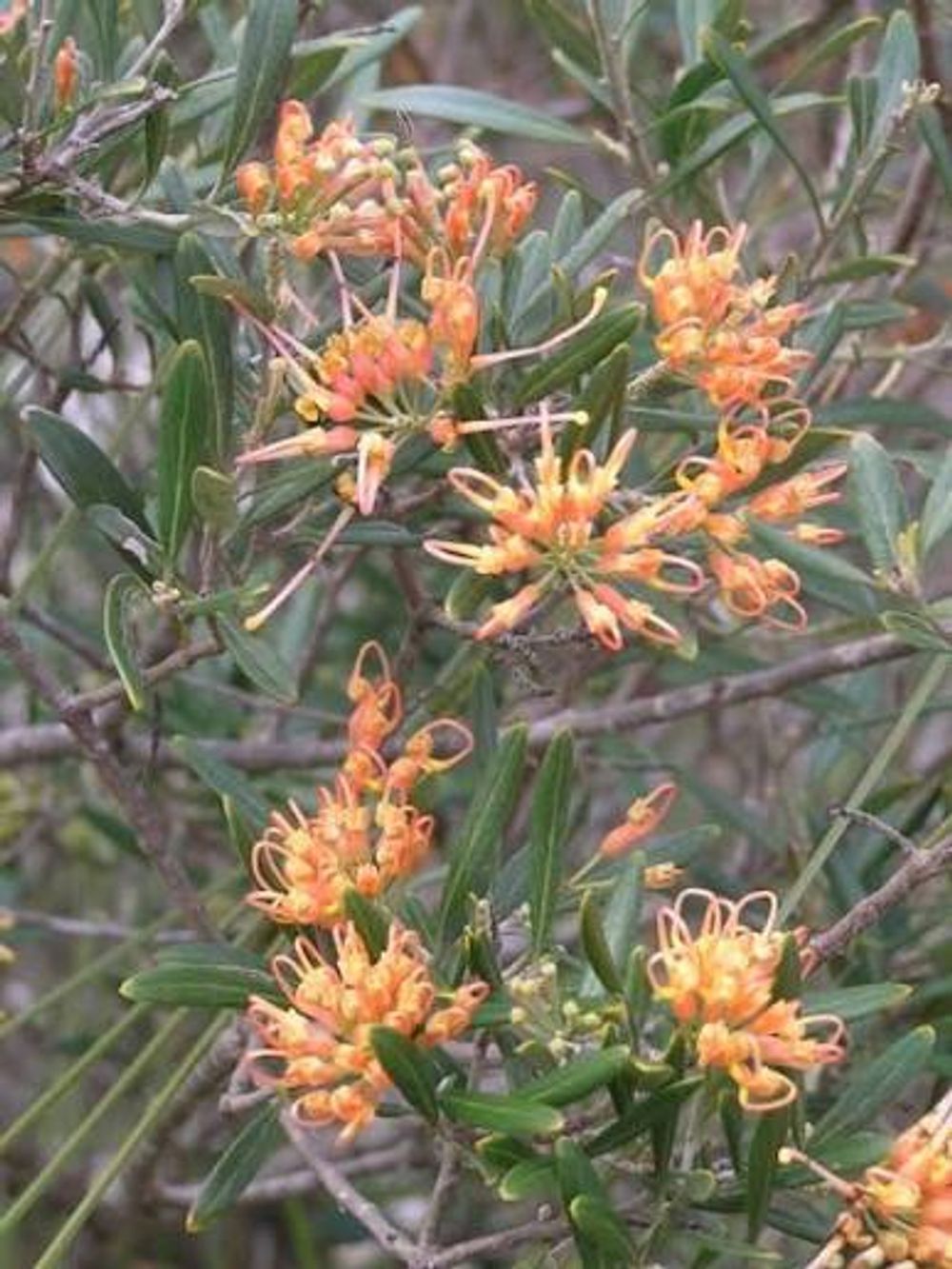 Grevillea olivacea Apricot Glow (14cm)