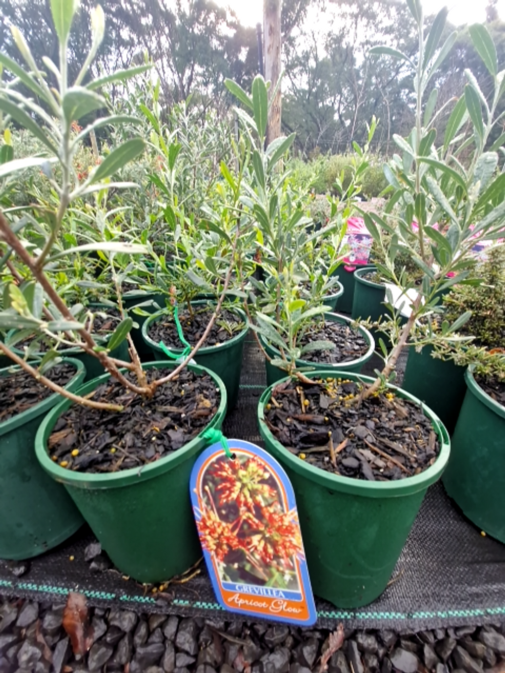 GREVILLEA OLIVACEA APRICOT GLOW (14CM)
