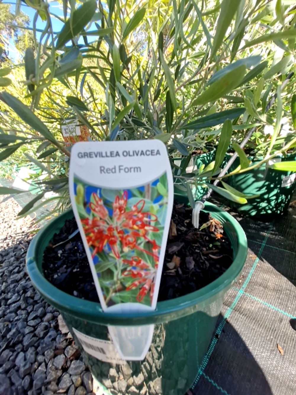GREVILLEA OLIVACEA RED (14CM)