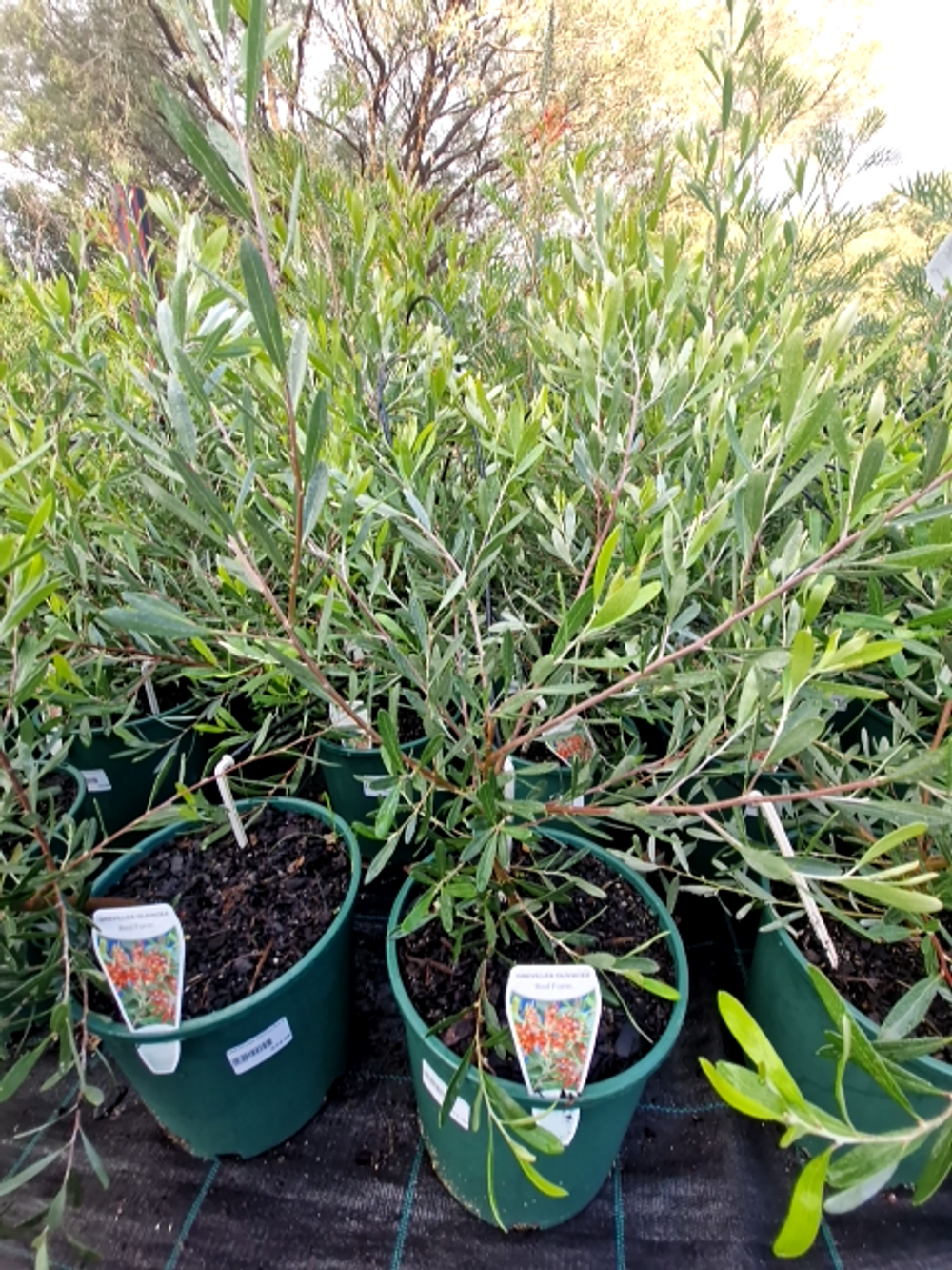 GREVILLEA OLIVACEA RED (20CM)