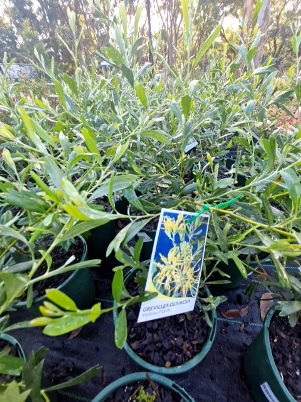 GREVILLEA OLIVACEA YELLOW (14CM)
