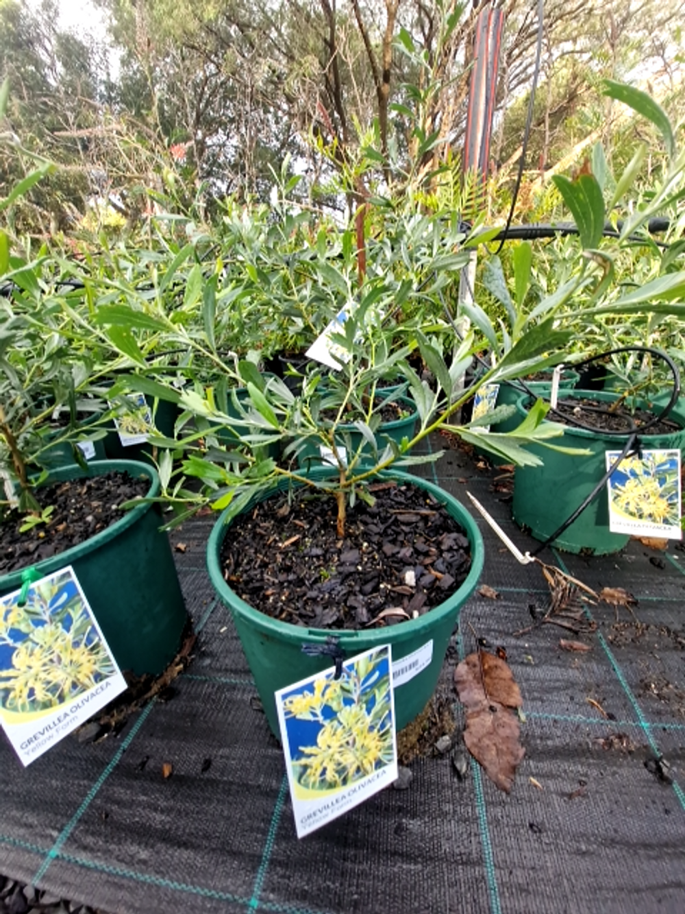 GREVILLEA OLIVACEA YELLOW (20CM)