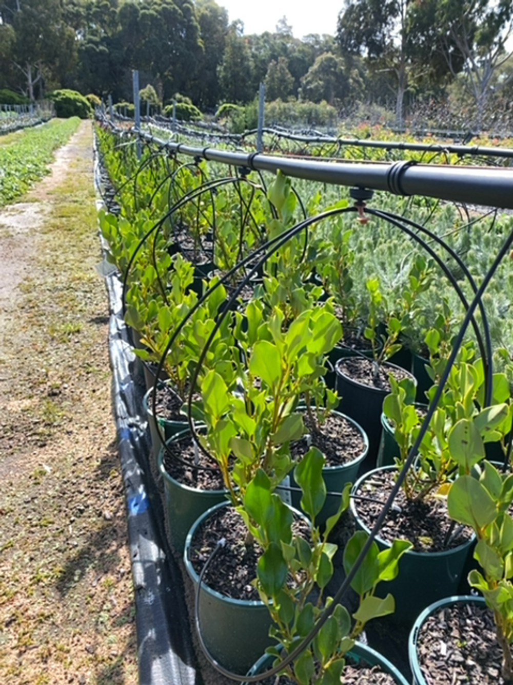 GRISELINIA BROADWAY MINT (20CM)