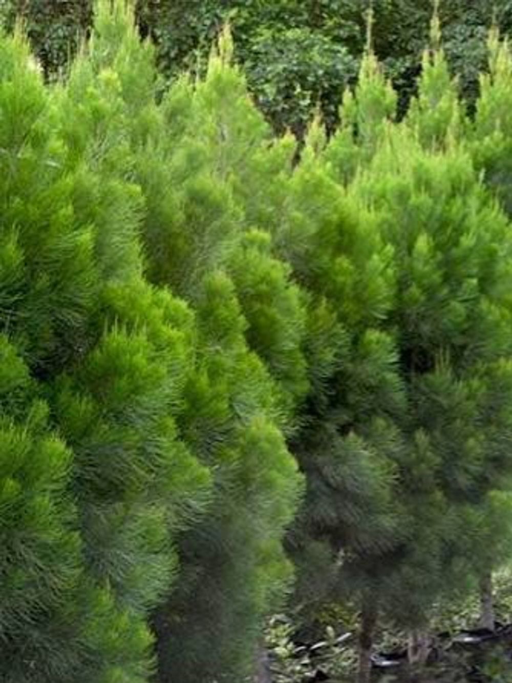 GYMNOSTOMA DAINTREE PINE (6LT)