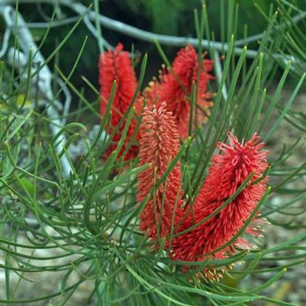 Hakea bucculenta (14cm)