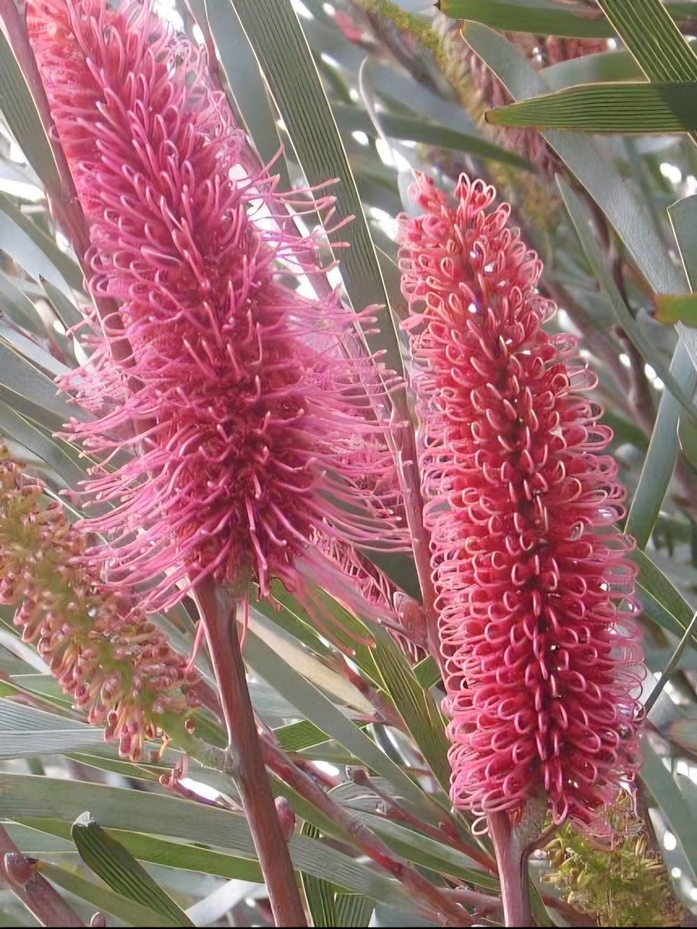 Hakea francisiana (14cm)