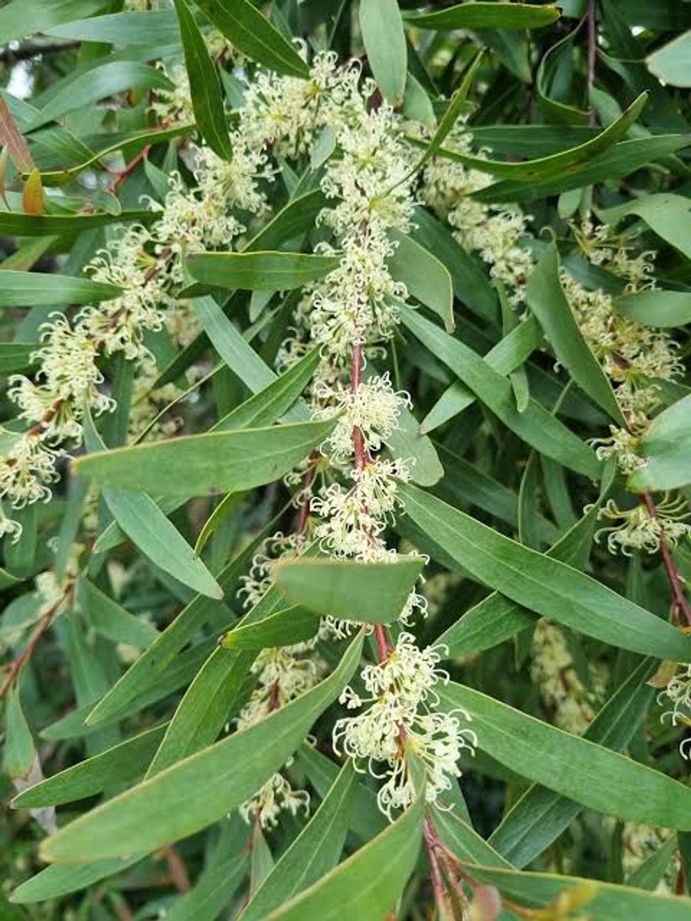 Hakea salicifolia Willow Leaf (6lt)