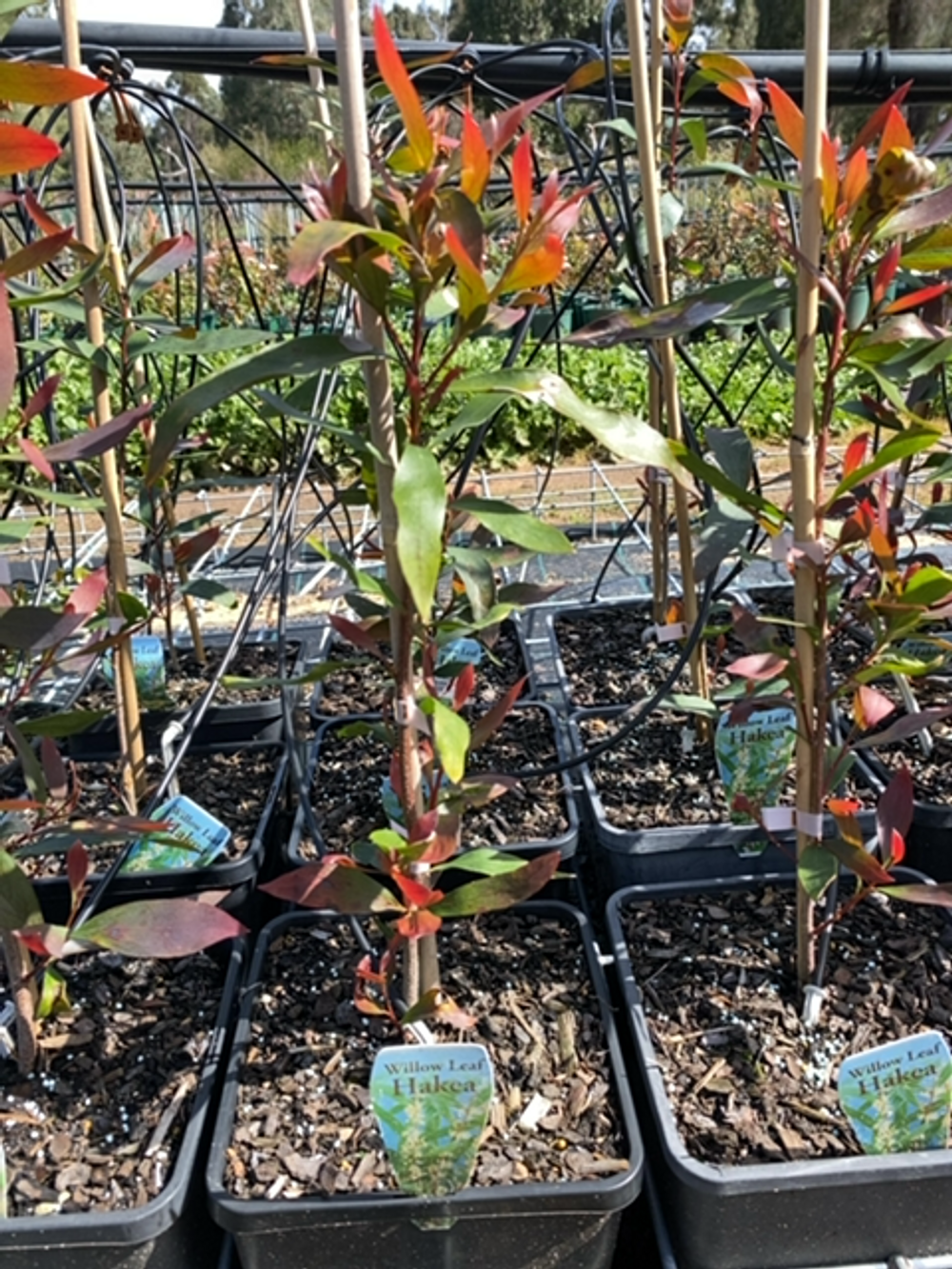 Hakea salicifolia Willow Leaf (6lt)
