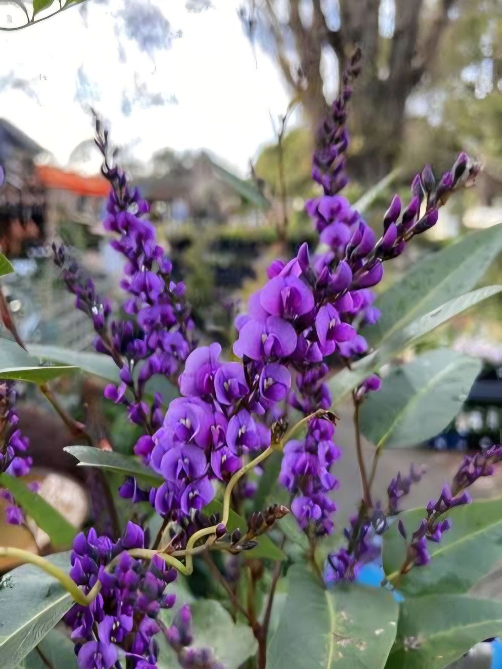 Hardenbergia violacea Happy Wanderer (20cm)
