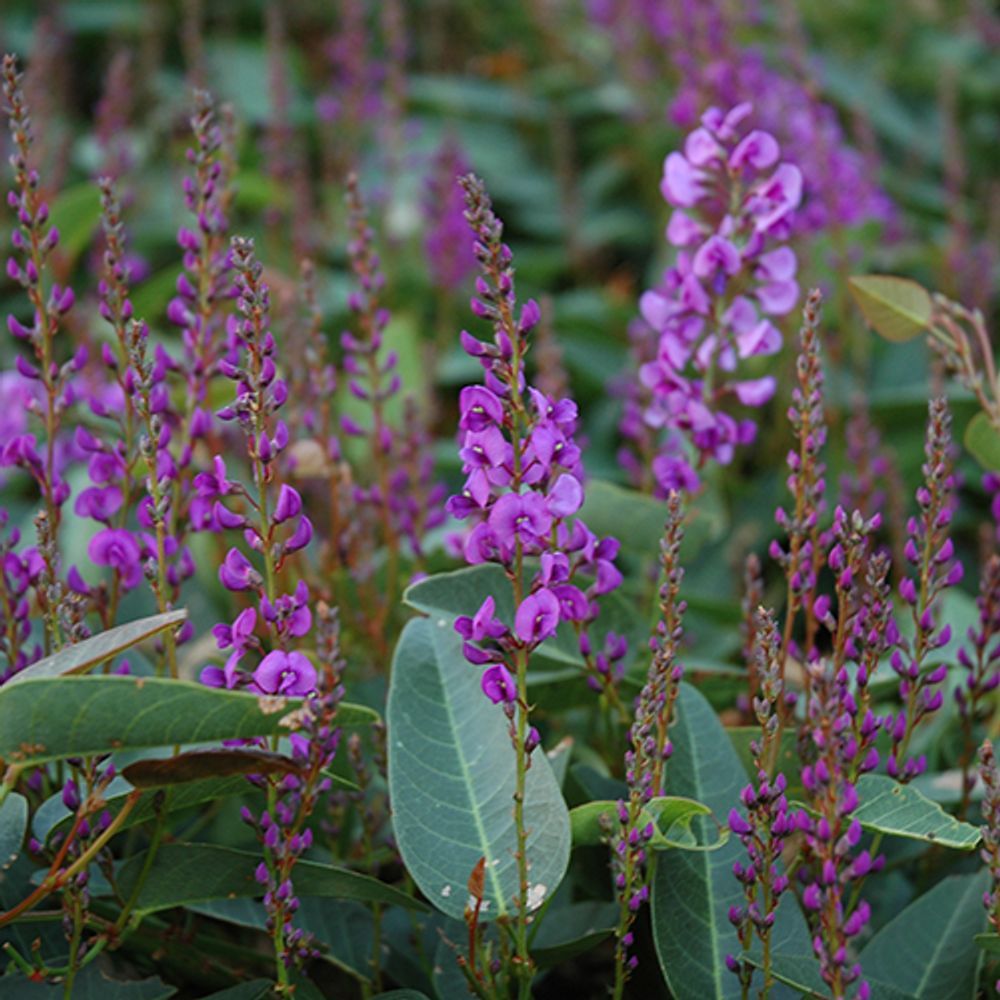 HARDENBERGIA SEA OF PURPLE (14CM)