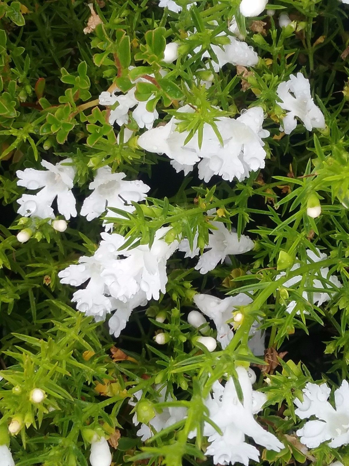 Hemiandra pungens alba Snake Bush (14cm)