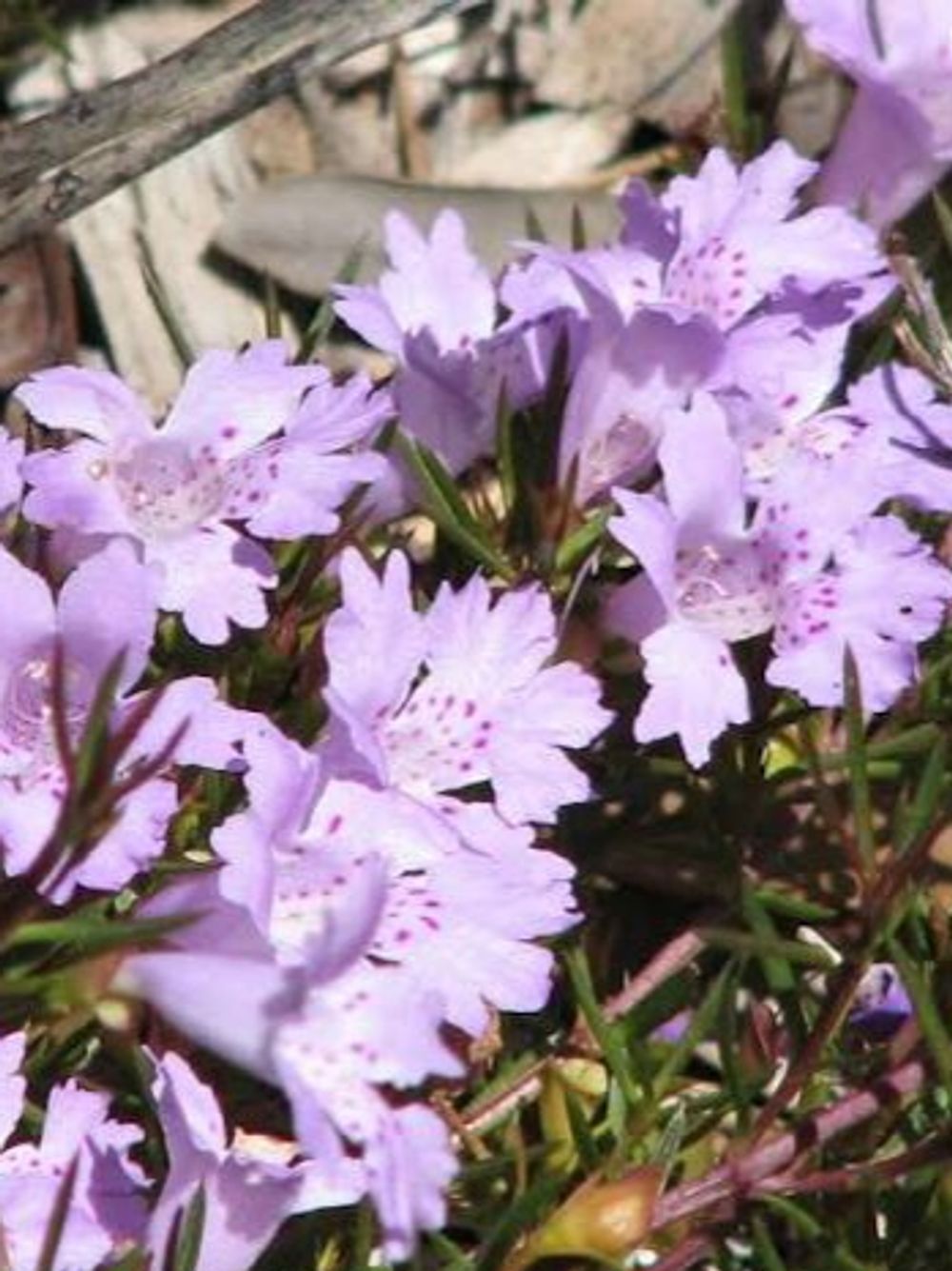 HEMIANDRA PUNGENS PURPUREA PURPLE SNAKE BUSH (14CM)
