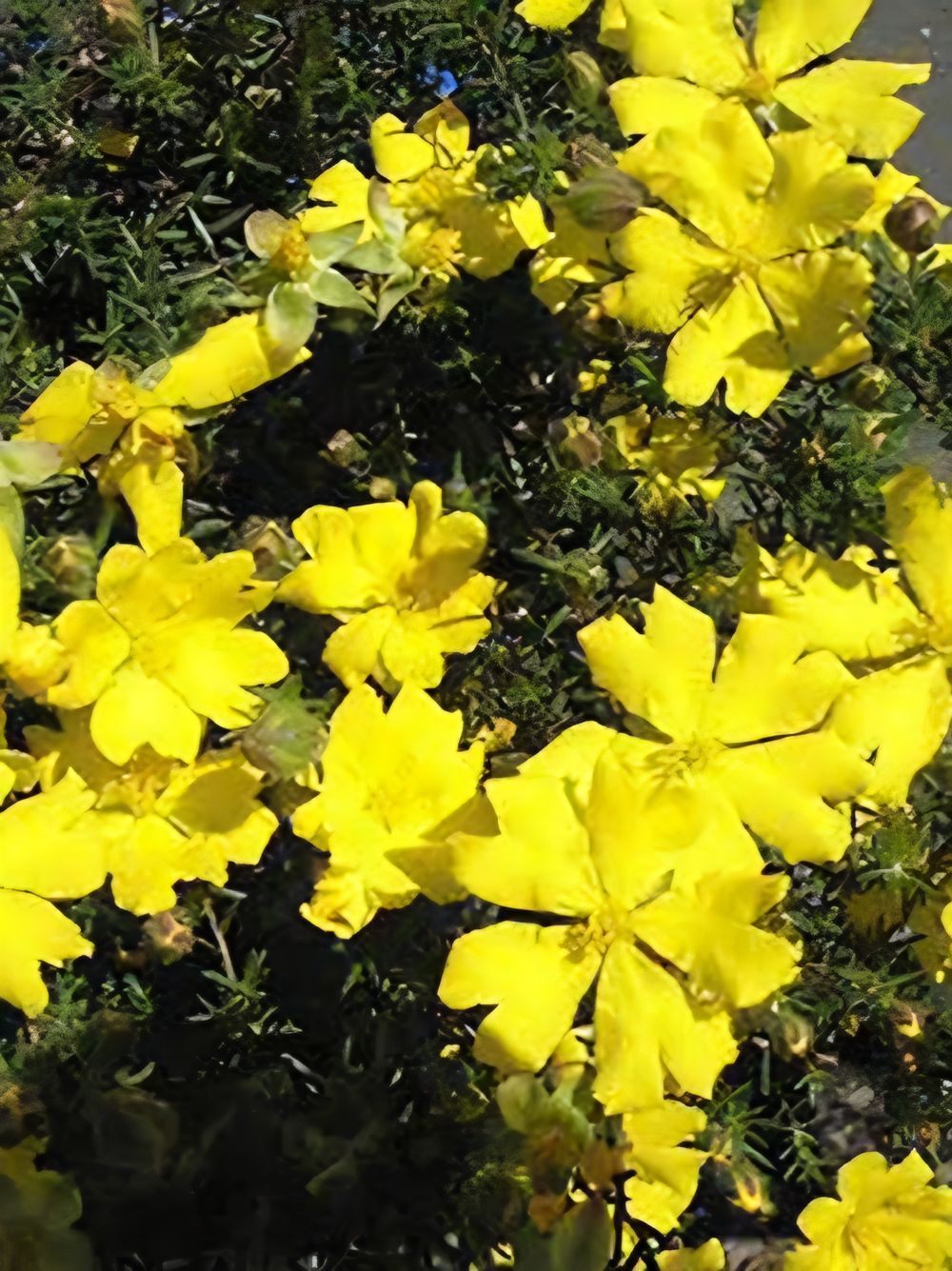HIBBERTIA SUN DROPS (14CM)