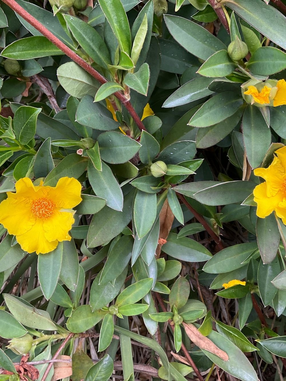 Hibbertia scandens Groundswell (14cm)