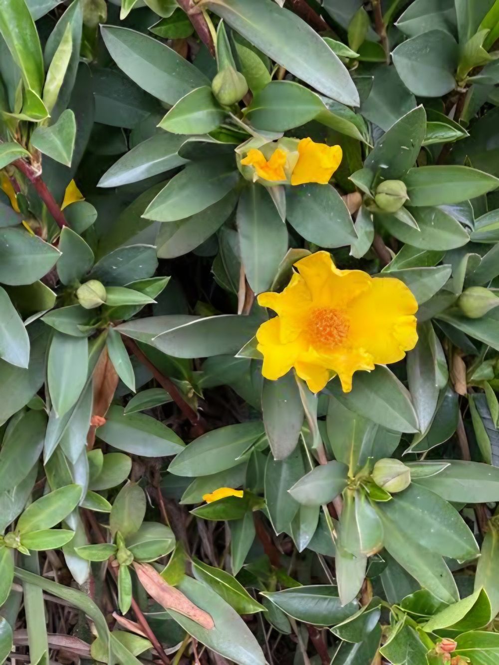 HIBBERTIA SCANDENS STRAIGHT UP PBR (14CM)
