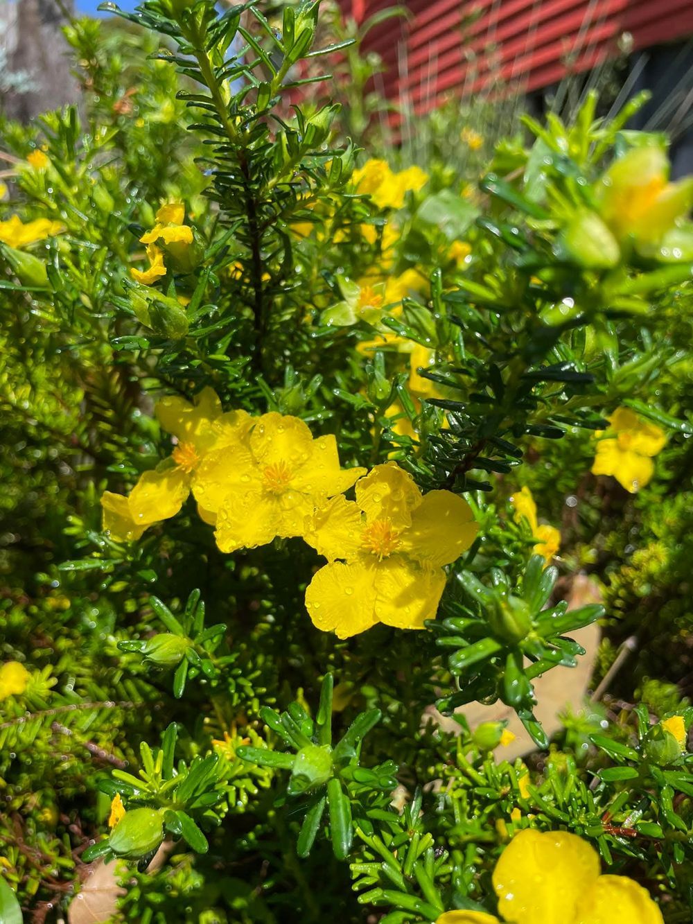 Hibbertia vestita Little Rocker (14cm)