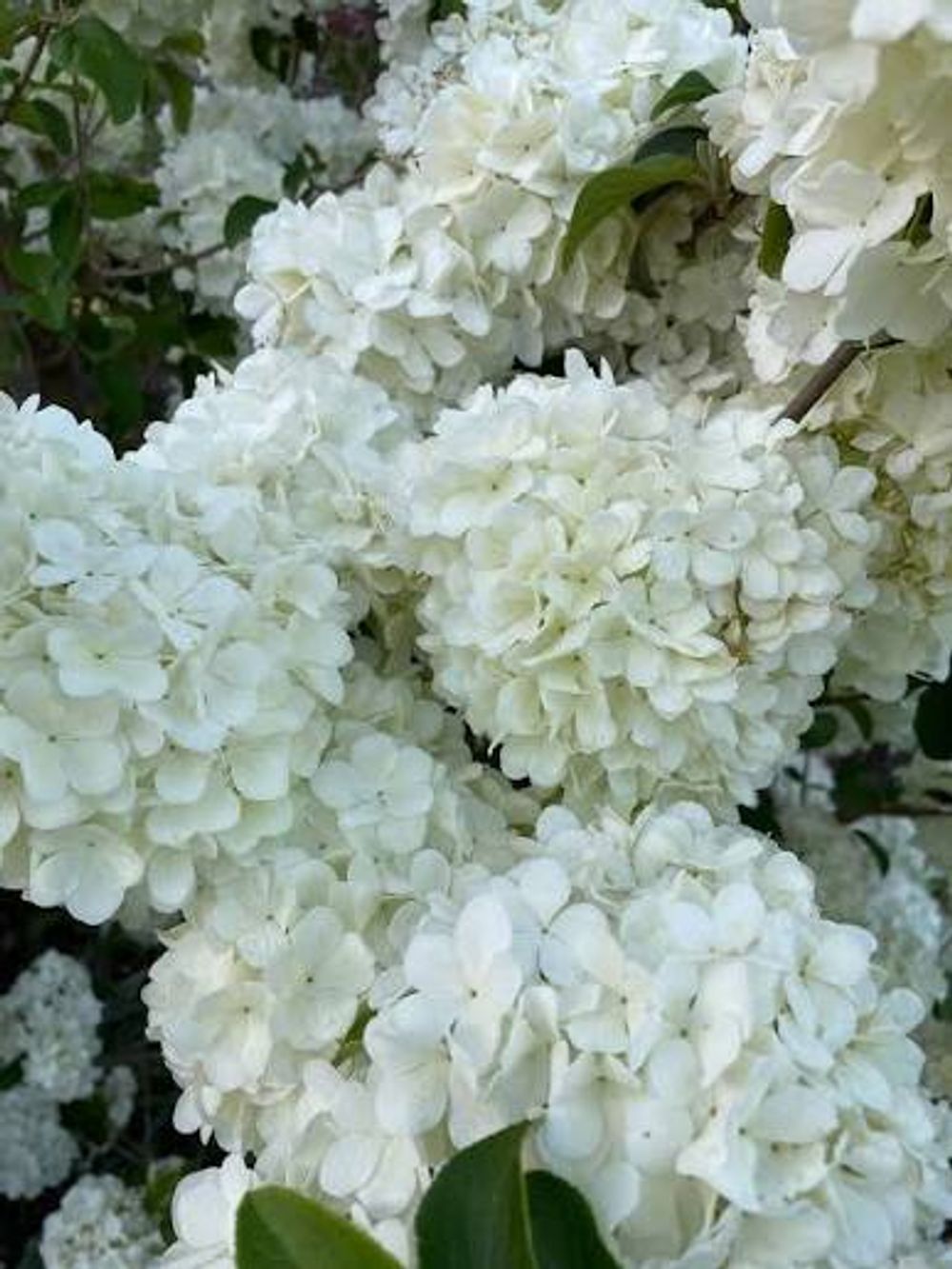 HYDRANGEA MADAME EMILE MOULLENE (17CM)
