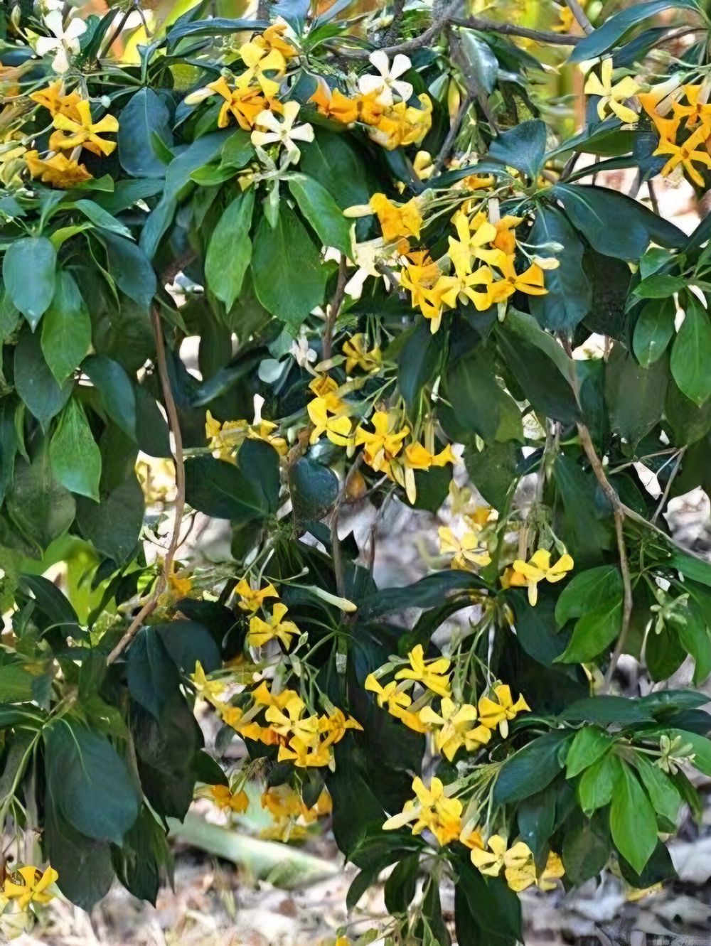 Hymenosporum flavum Native Frangipani (20cm)
