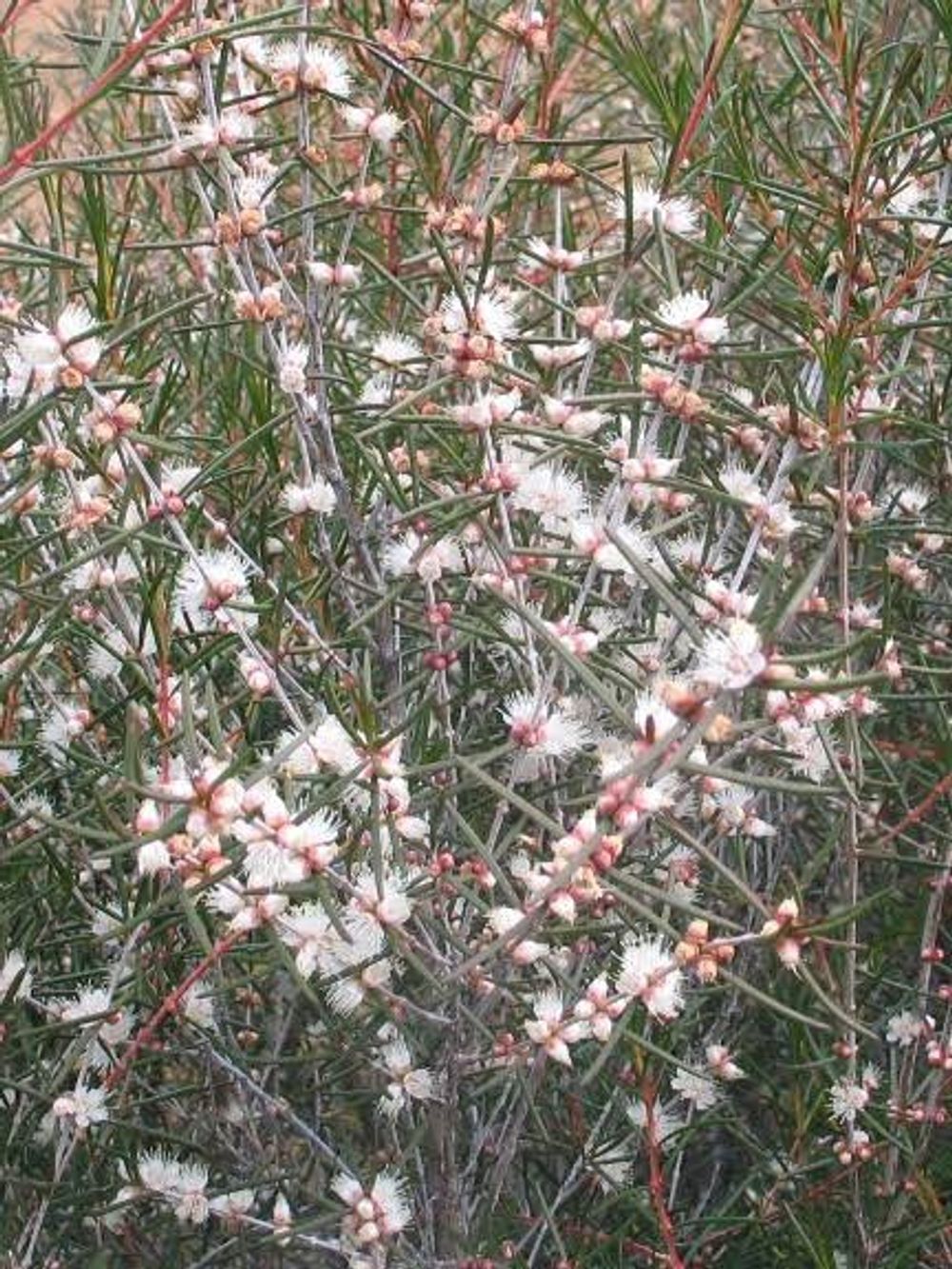 HYPOCALYMMA ANGUSTIFOLIUM HONEY MYRTLE (14CM)