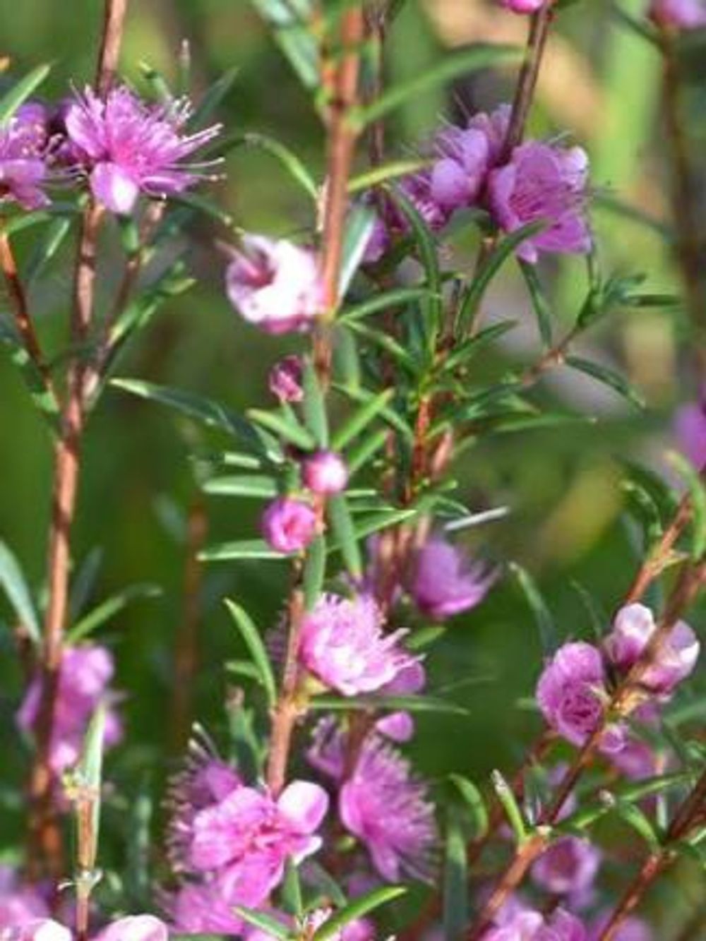HYPOCALYMMA ROBUSTUM SWAN RIVER MYRTLE (14CM)
